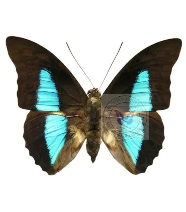 Nymphalinae Prepona Eugenes