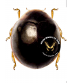 Cryptognatha pudibunda