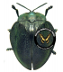 CHRYSOMELIDAE