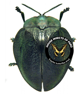 CHRYSOMELIDAE