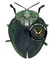 Stolas discoides