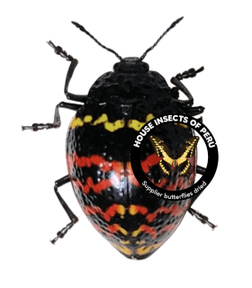 CHRYSOMELIDAE
