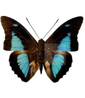 Nymphalinae Prepona Laertes