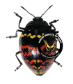 Erotylus peruvianus