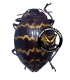 CHRYSOMELIDAE