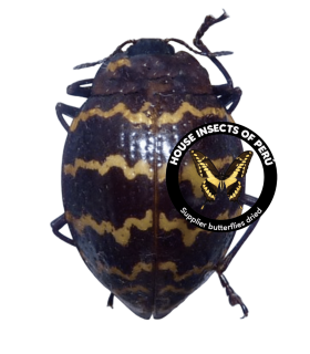 CHRYSOMELIDAE