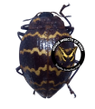 Erotylus imitans