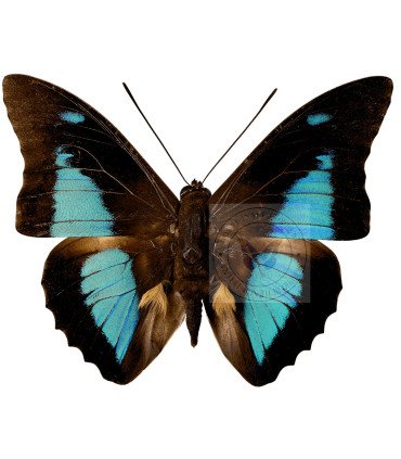 Nymphalinae Prepona Laertes