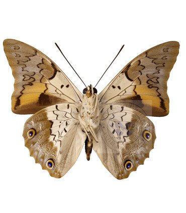 Nymphalinae Prepona Laertes