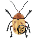 CHRYSOMELIDAE