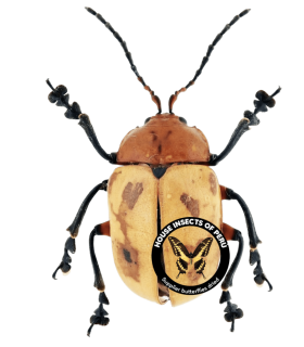 CHRYSOMELIDAE
