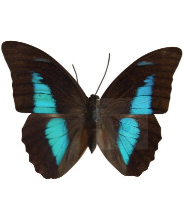 Nymphalinae Prepona Laertes