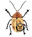 Crimissa cruralis