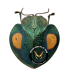 CHRYSOMELIDAE