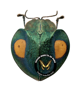 CHRYSOMELIDAE
