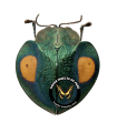Stolas bioculata