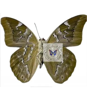 Nymphalinae Prepona pheridamas