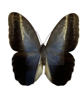 Brassolidae Caligo  idomenius idomenides