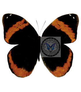 BRASSOLIDAE