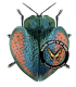 CHRYSOMELIDAE