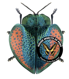CHRYSOMELIDAE
