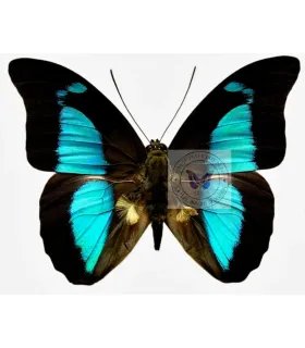 Nymphalinae Prepona pheridamas