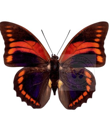 Nymphalinae Prepona  Praeneste Praenestina