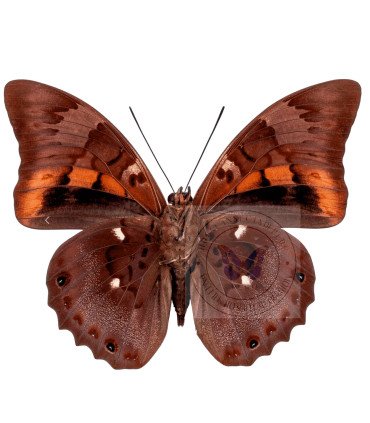 Nymphalinae Prepona  Praeneste Praenestina