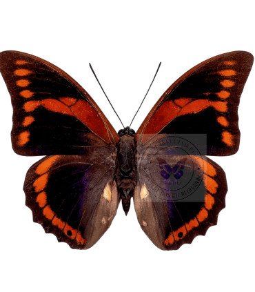 Nymphalinae Prepona  Praeneste Confusa