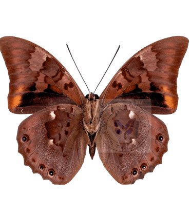 Nymphalinae Prepona  Praeneste Confusa