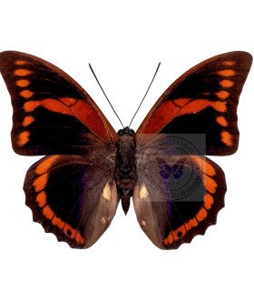 Nymphalinae Prepona  Praeneste Confusa