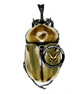 DYNASTES