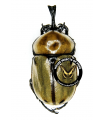 Brachi. quadrimaculatus