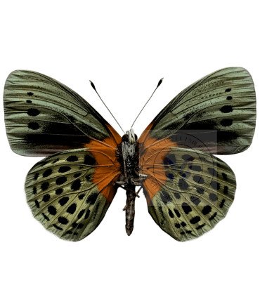 Nymphalinae Asterope degandii adamsi