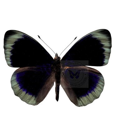 Nymphalinae Asterope degandii adamsi