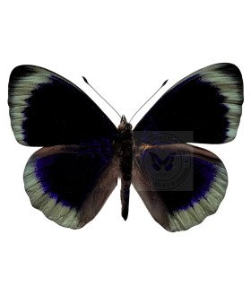 Nymphalinae Asterope degandii adamsi