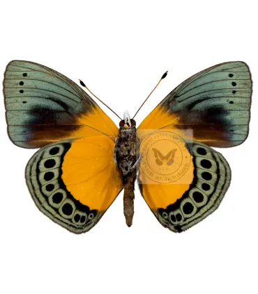 Nymphalinae Asterope buckleyi a