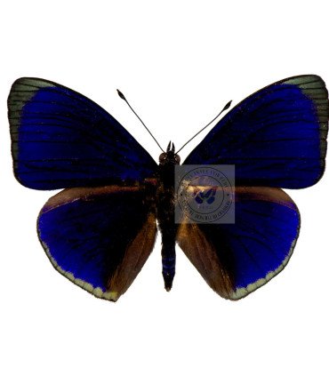 Nymphalinae Asterope buckleyi a