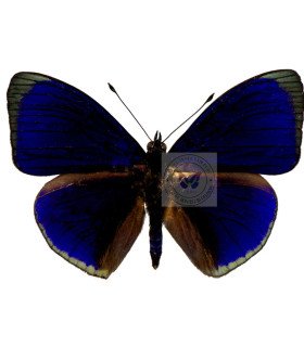 Nymphalinae Asterope buckleyi a