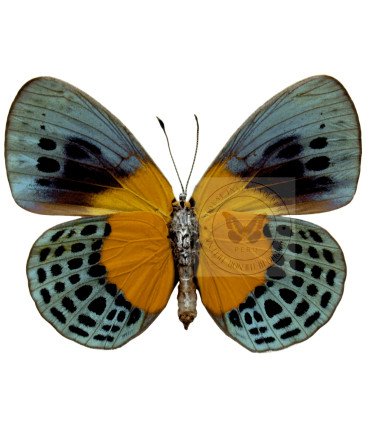 Nymphalinae Asterope degandii bartletti