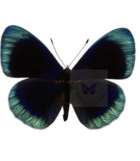 Nymphalinae Asterope degandii bartletti