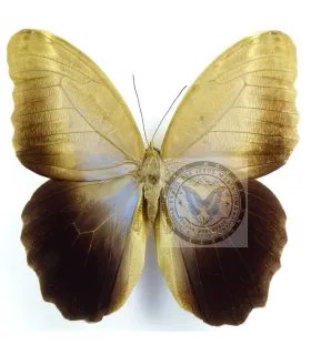 Brassolidae caligo teucer semicaerulea