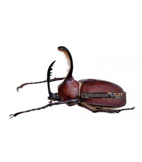 DYNASTES