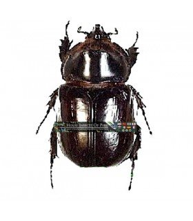 DYNASTES