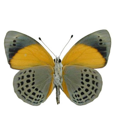 Nymphalinae Asterope markii davisi