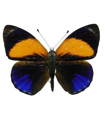 Nymphalinae Asterope markii davisi