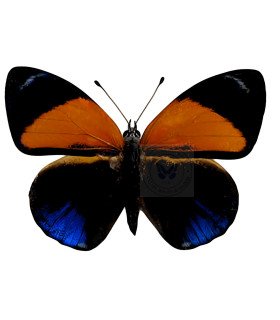 Nymphalinae Asterope markii hewetsoni