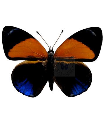 Nymphalinae Asterope markii hewetsoni