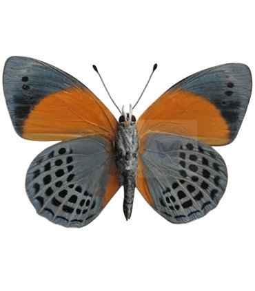 Nymphalinae Asterope markii hewetsoni