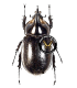 DYNASTES